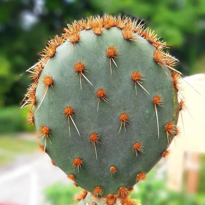 opuntia花火团扇稀有品种进口多肉植物仙人掌开花多肉植物