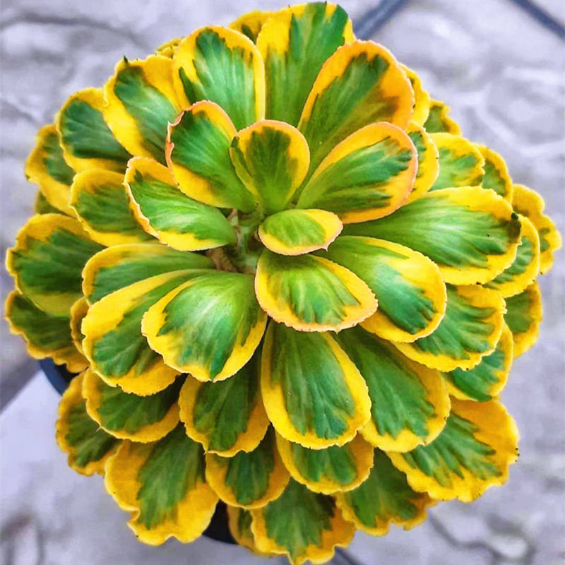 euphorbiapoissonii贝信麒麟锦大戟科多肉植物室内盆栽多肉植物