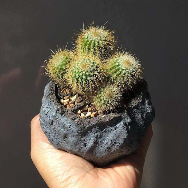 金冠仙人球多植物盆栽室内花金晃丸桌面绿植多肉植物