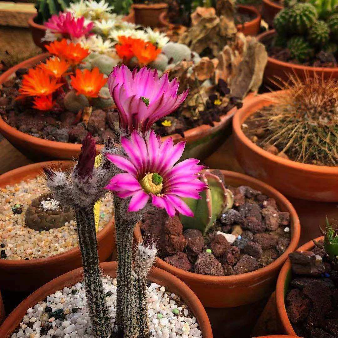 仙人植物银纽鹿角冰心玉骨仙人掌开花多肉室内多肉植物