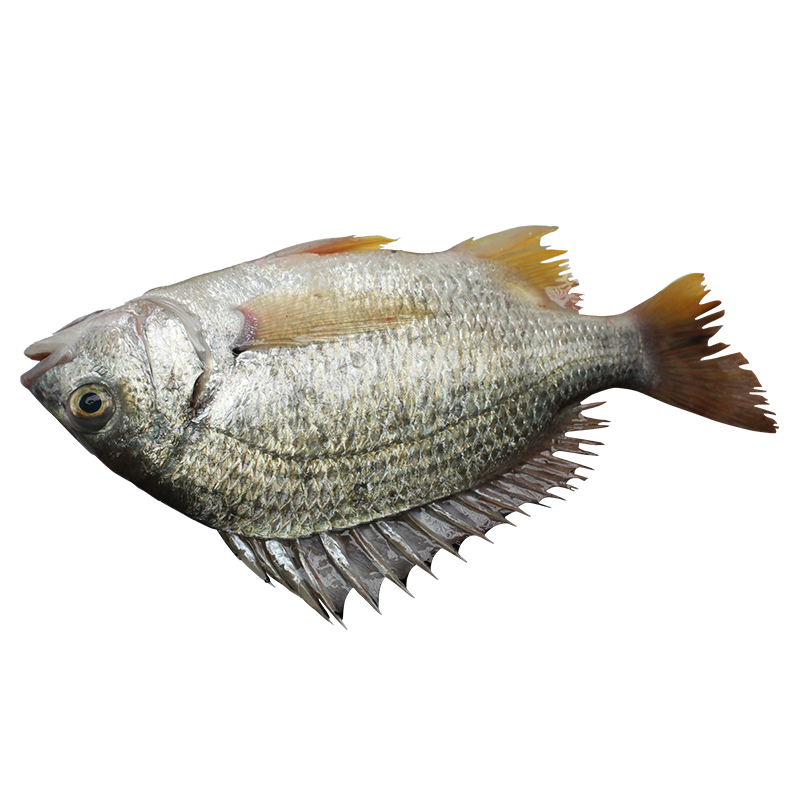 鲜活野生深海腊鱼阳江闸坡海鲜水产品湛江海鱼其它