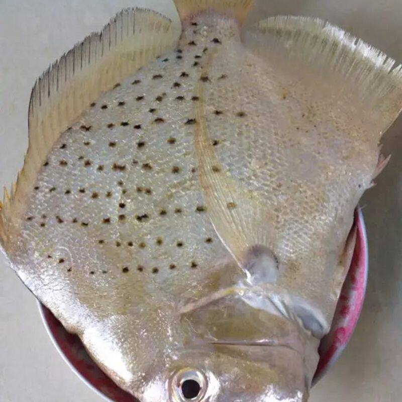 鲜活阳江海鲜特产鸡笼鲳鱼闸坡水产湛江深海其它