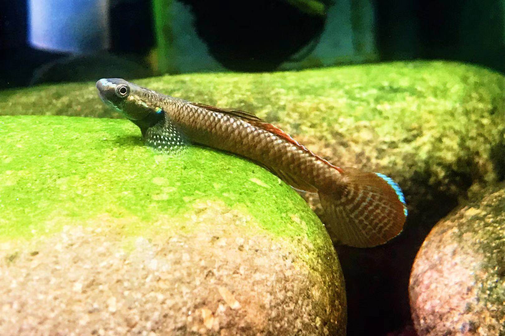 枝桠虾虎黄金大洋洲sp啃藻淡水鱼小型好看漂亮鱼