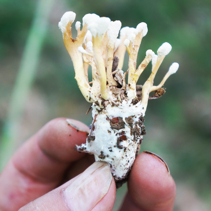 蝉花2022新货野生金蝉花竹金蚕花冬虫夏草替代品500手金蝉花