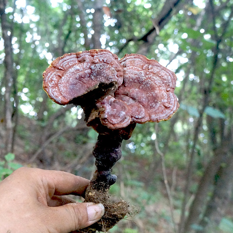 霍山纯深山特级天然野生紫 赤灵芝整支 可切林芝片打粉