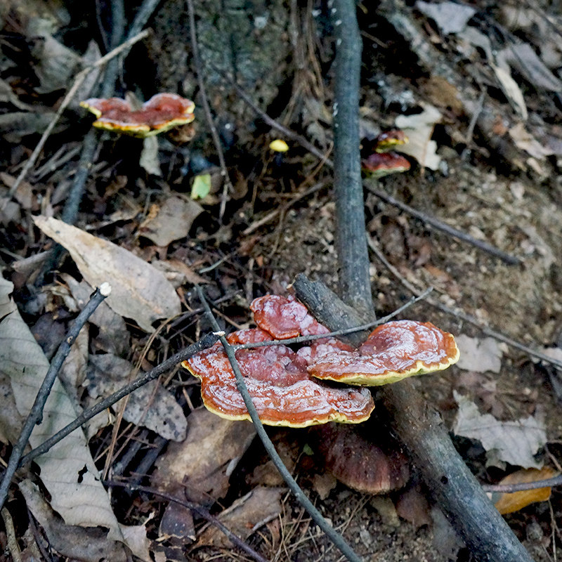 霍山纯深山特级天然野生紫 赤灵芝整支 可切林芝片打粉