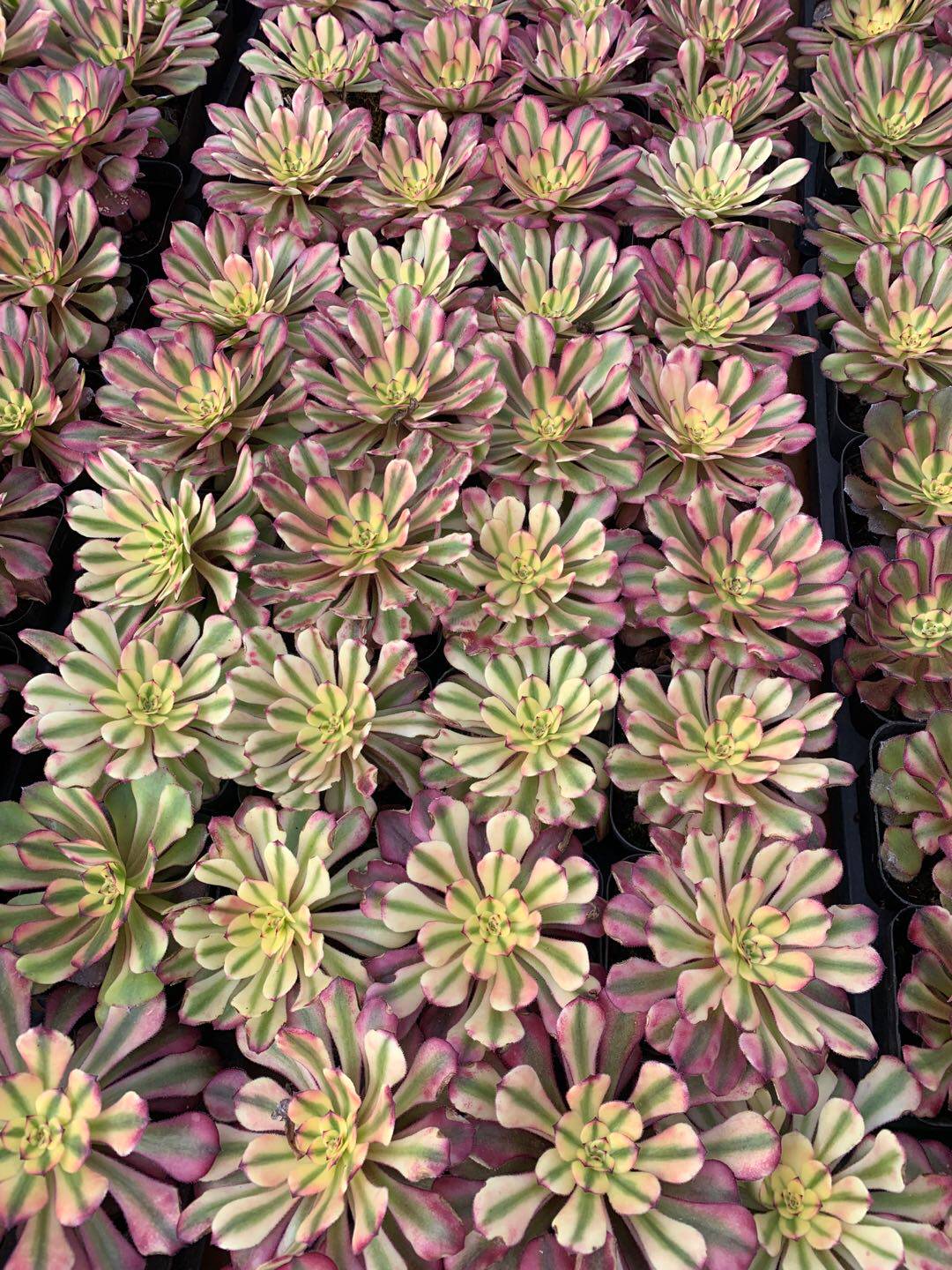 法师红颜八仙多肉多肉植物