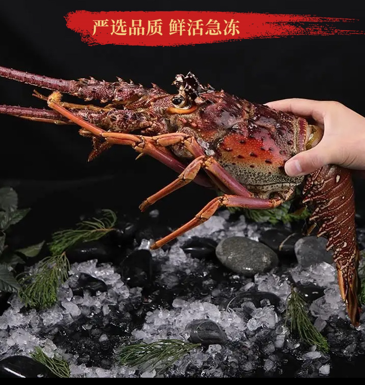 龙虾活冻龙锦绣墨西哥波士顿锦绣红龙龙花古巴澳洲龙冻虾