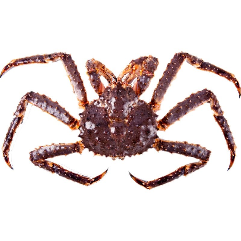 冰鲜帝王鲜活超大花椒活物螃蟹海鲜10斤大闸蟹帝王蟹