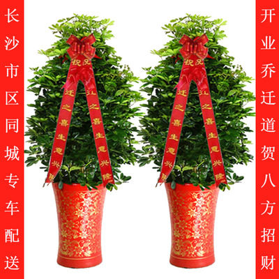 鸭脚木招财树发财树盆栽开业乔迁植物甲醛绿植长沙大型绿植