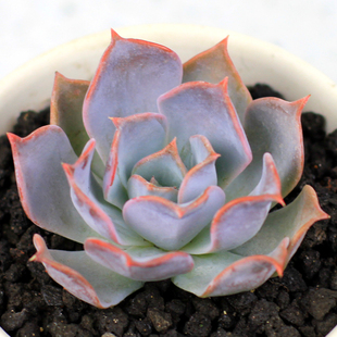 老哥多肉上新多肉露西娜防辐射多肉植物盆栽肉肉花卉满额包邮桌面