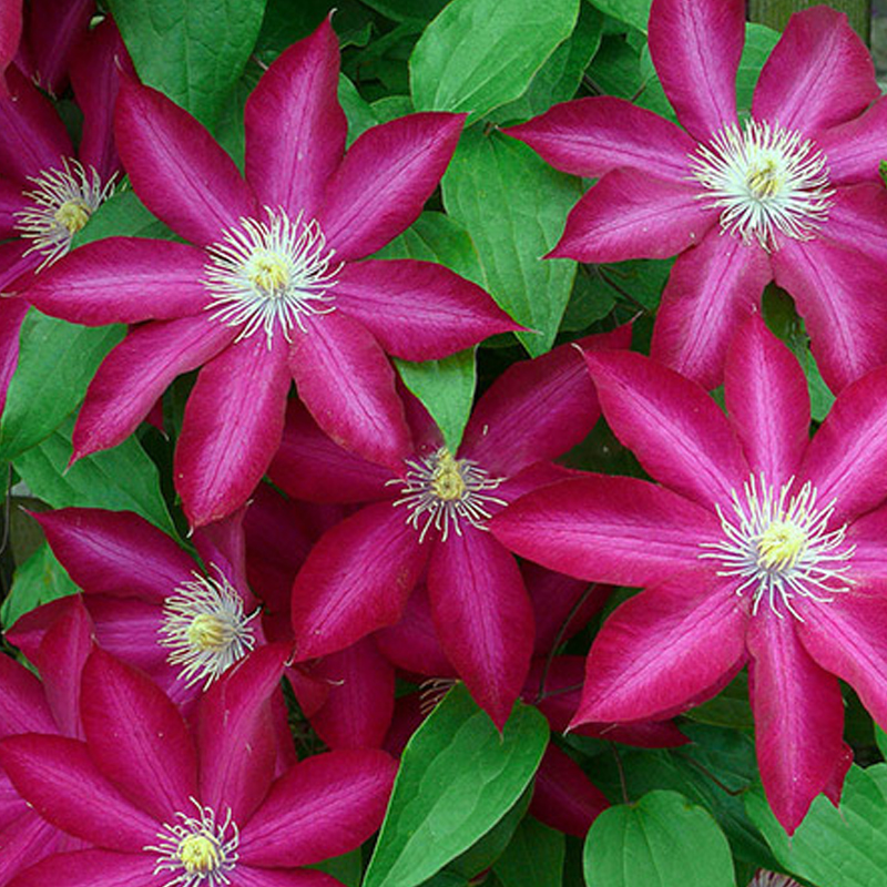 阳台盆栽绿植波旁王朝铁线莲花苗重瓣大花庭院时令草本花卉