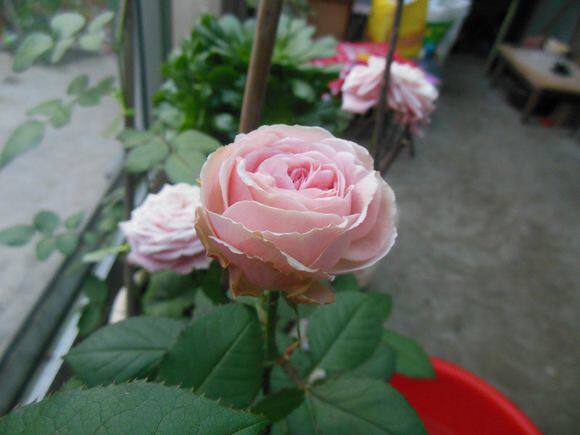 月季灌木雏鸟切花月季花花苗大花浓香耐热勤花时令草本花卉