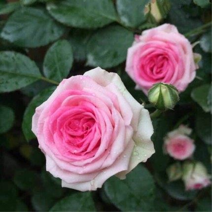 开花庭院多季藤本伊甸园藤本月季花苗藤小伊玫玫瑰时令草本花卉