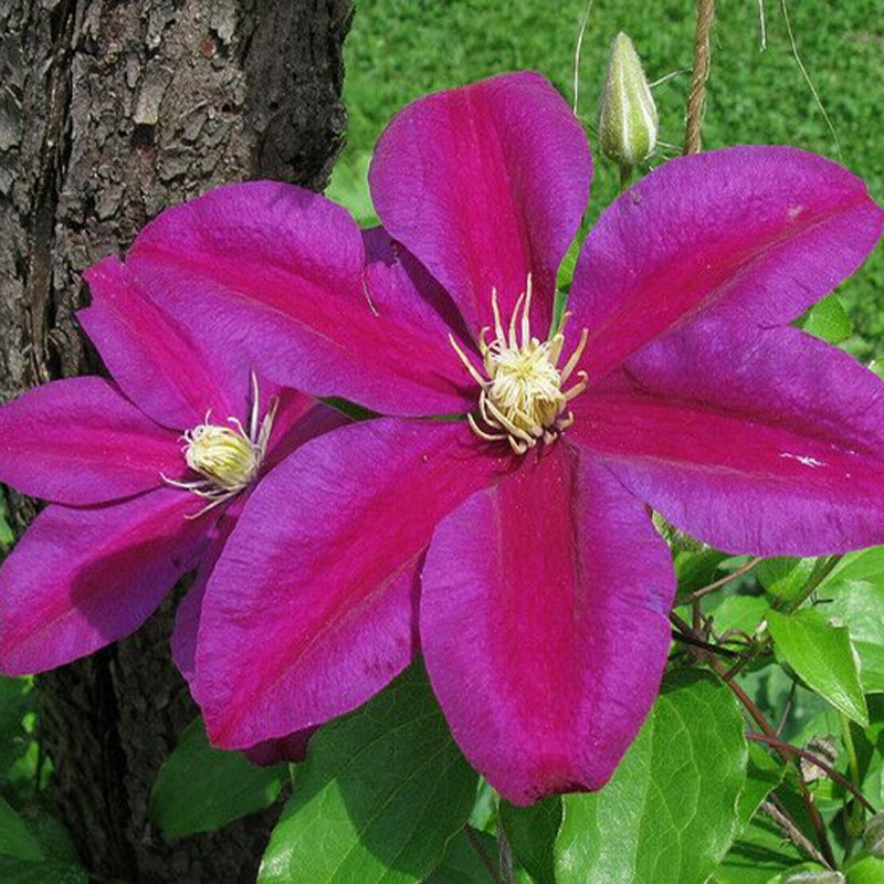 阳台盆栽绿植花卉落日铁线莲花苗大花庭院藤本花卉