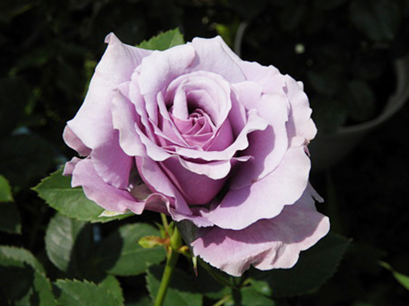 月季花苗月季花藤本灌木玉藻欧月时令草本花卉