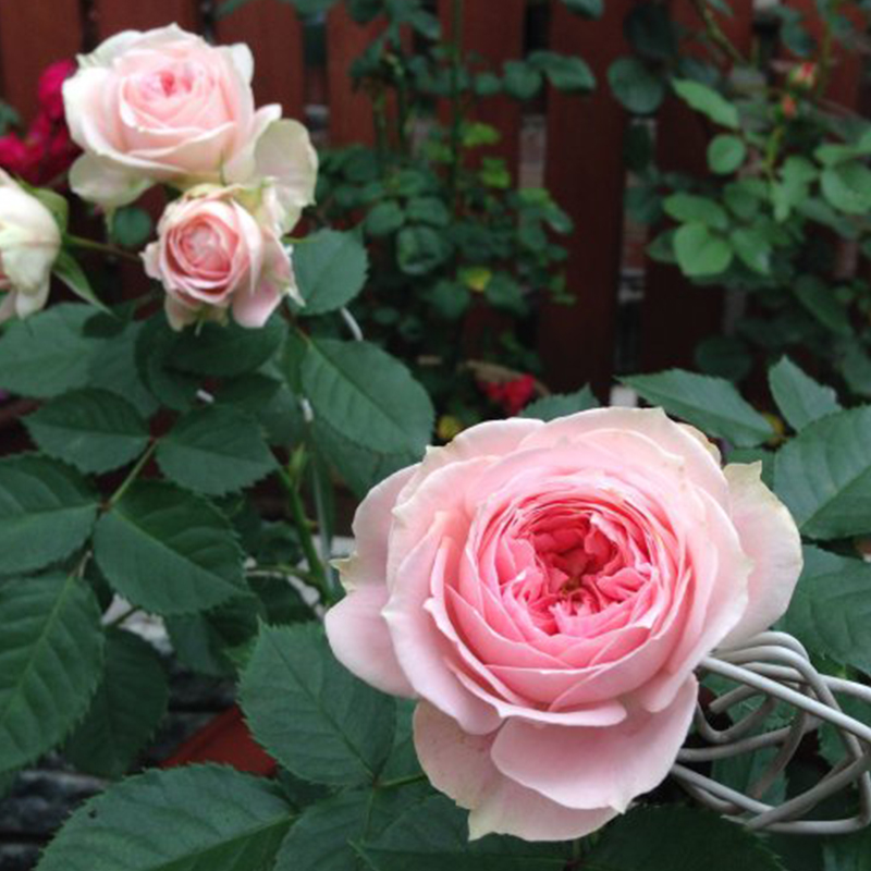 月季新品欧月夏日羊绒月季花花苗浓香花卉丰花时令草本花卉