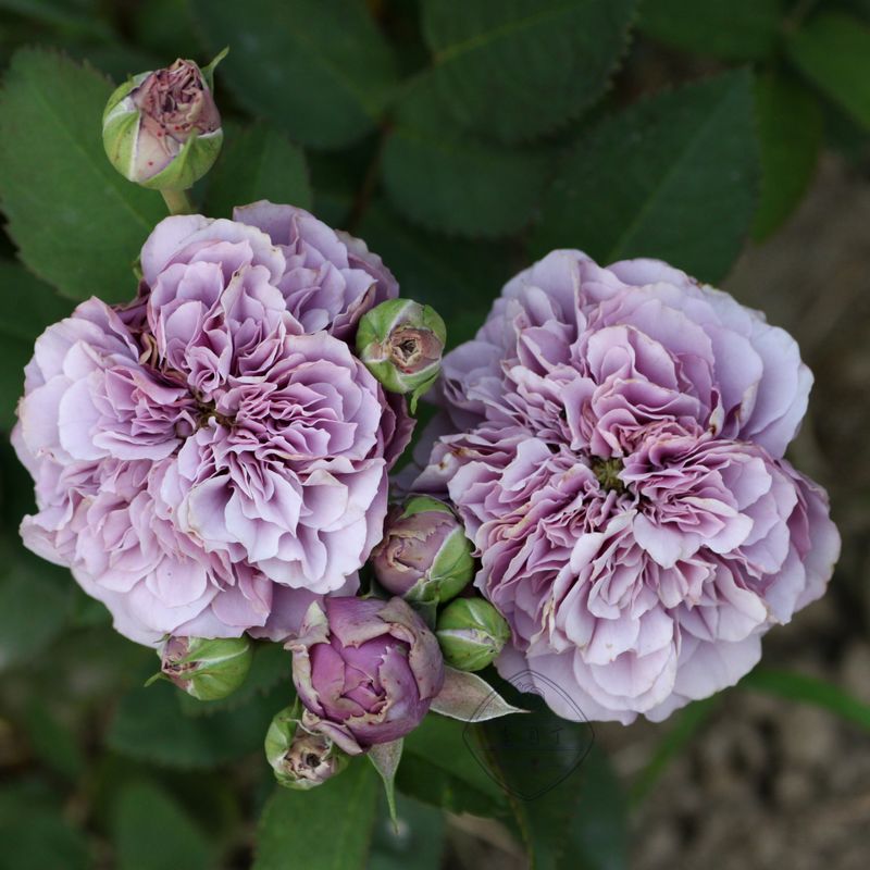 月季花苗月季花藤本灌木玉藻欧月时令草本花卉