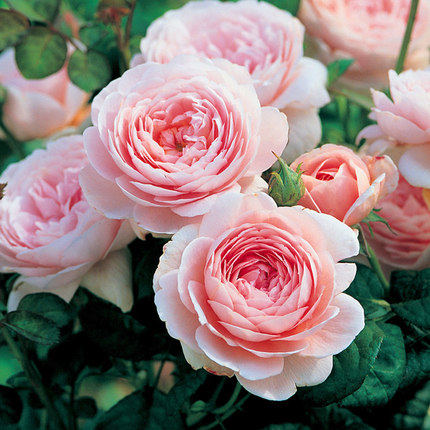 欧月瑞典女王奥斯汀经典品种粉红色直立多头多季时令草本花卉