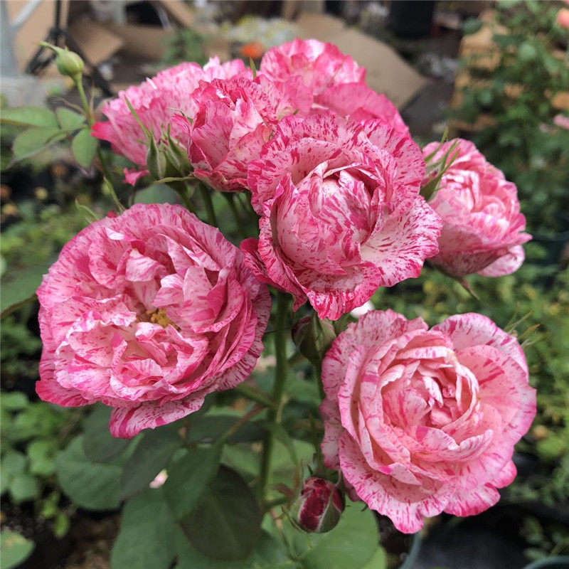 月季花阳台盆栽花卉灌木切花复色雪花肥牛多季时令草本花卉