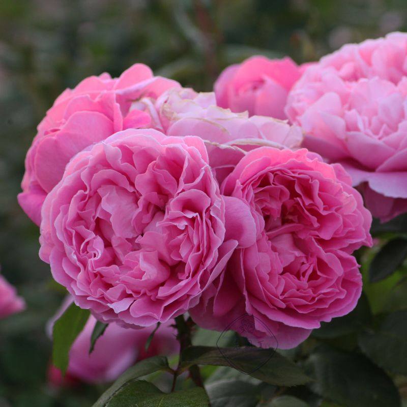 英国玛丽月季多季浓香玫瑰玫瑰花花得灌木植物观叶