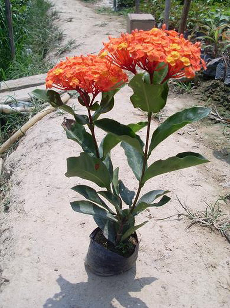 绿植盆栽植物大叶龙船花苗英丹仙丹丹花百日绿植