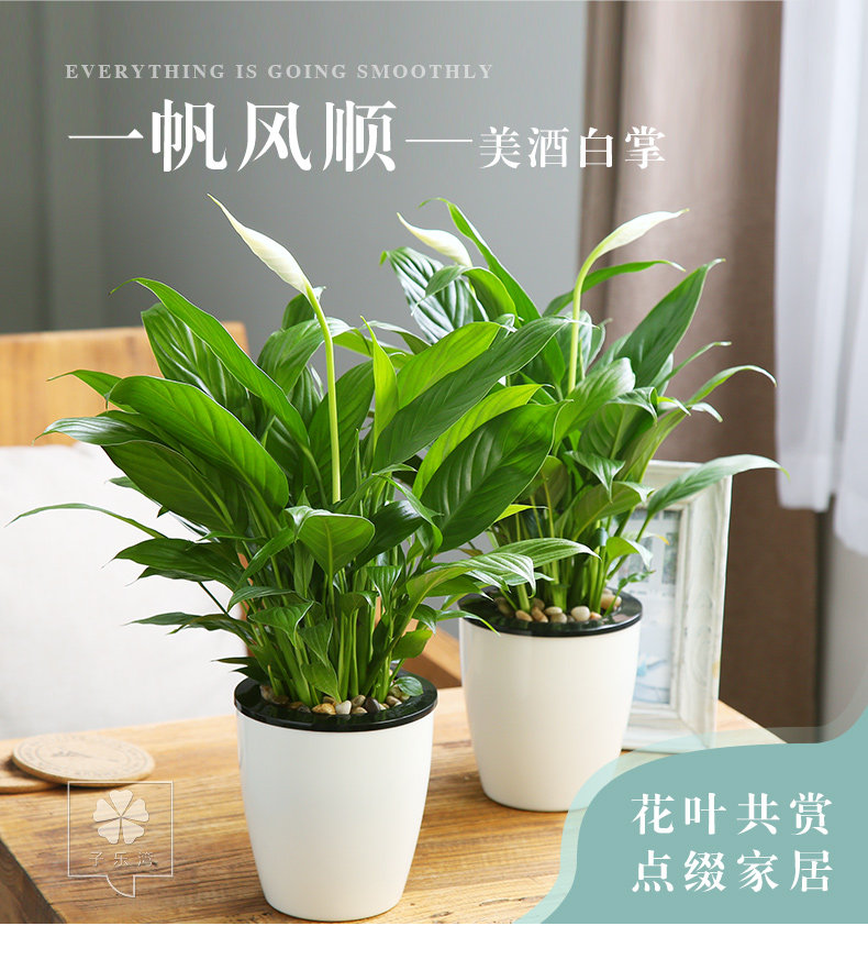 室内花卉水培植物白掌盆栽水养一帆风顺顺带花卉