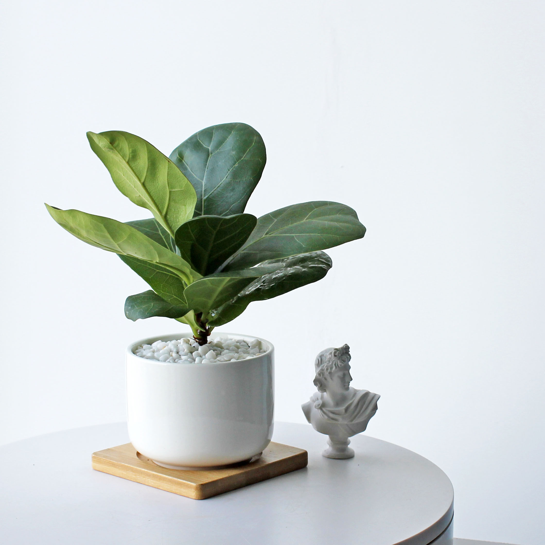夏洛特北欧ins迷你白色陶瓷木垫植物组合盆栽绿植