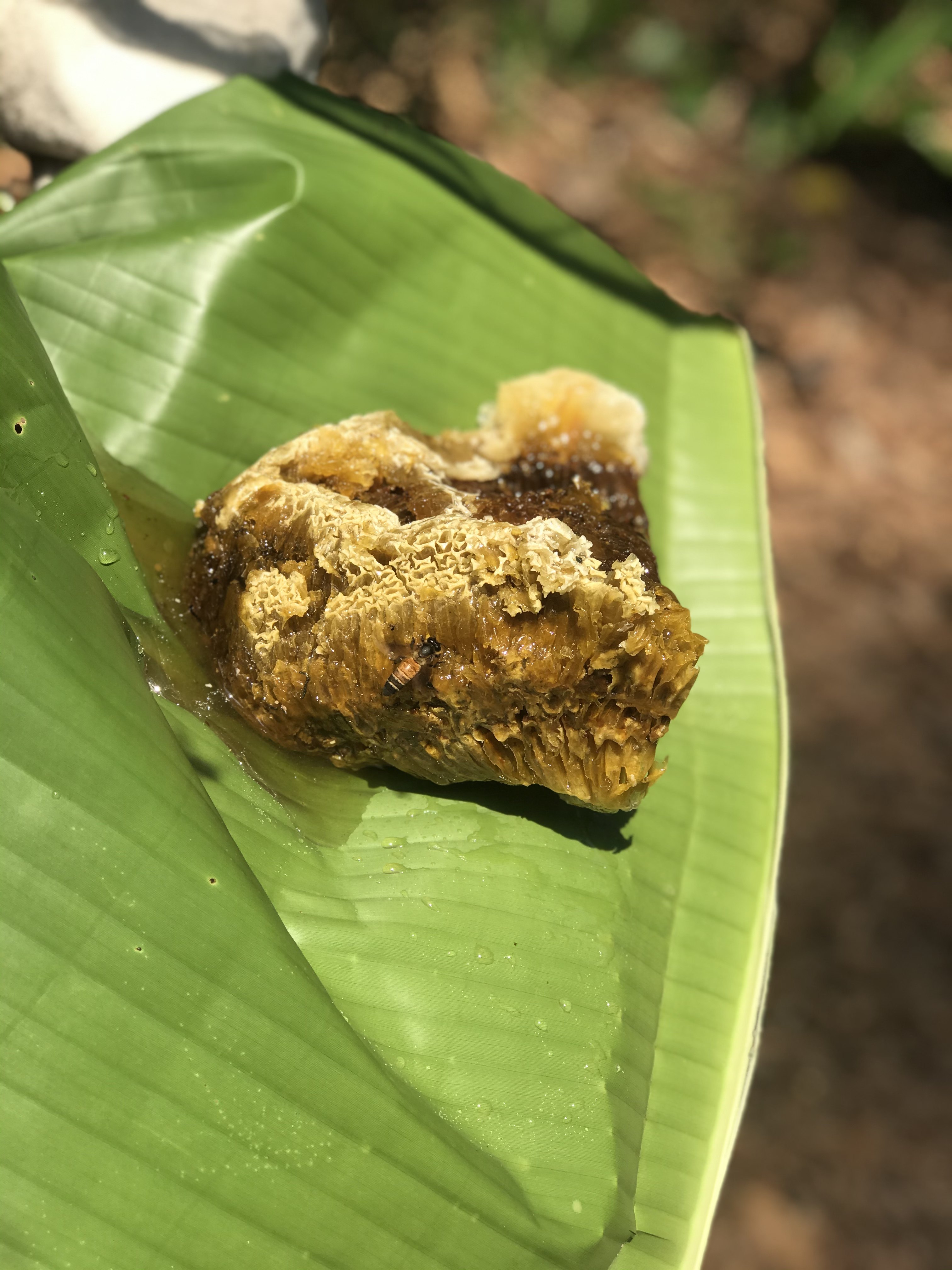 云南野生蜂蜜崖蜜大排蜂蜂蜜纯正天然野生深山云南西双版纳岩蜜