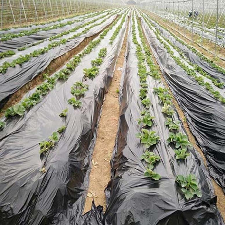 可降解农用地膜黑膜除草保温环保膜建筑黑地膜1米防草地塑料薄膜