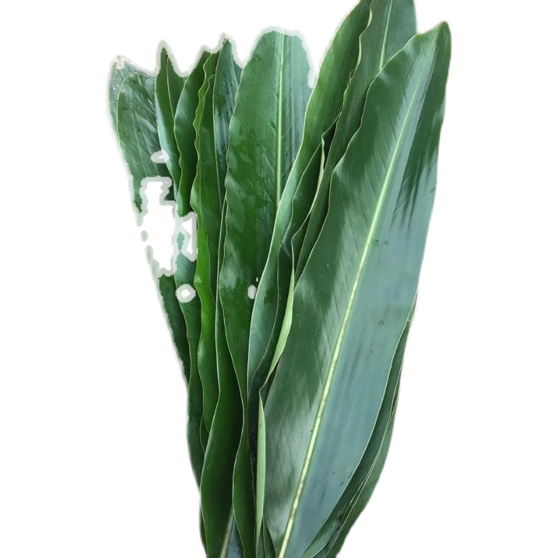 99包邮10张新鲜良姜叶叶子四川宜宾特产鸭儿猪儿其它