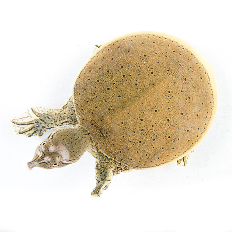 角鳖活体进口珍珠鳖苗乌龟活体观赏鳖宠物鳖美国角鳖甲鱼苗深水龟