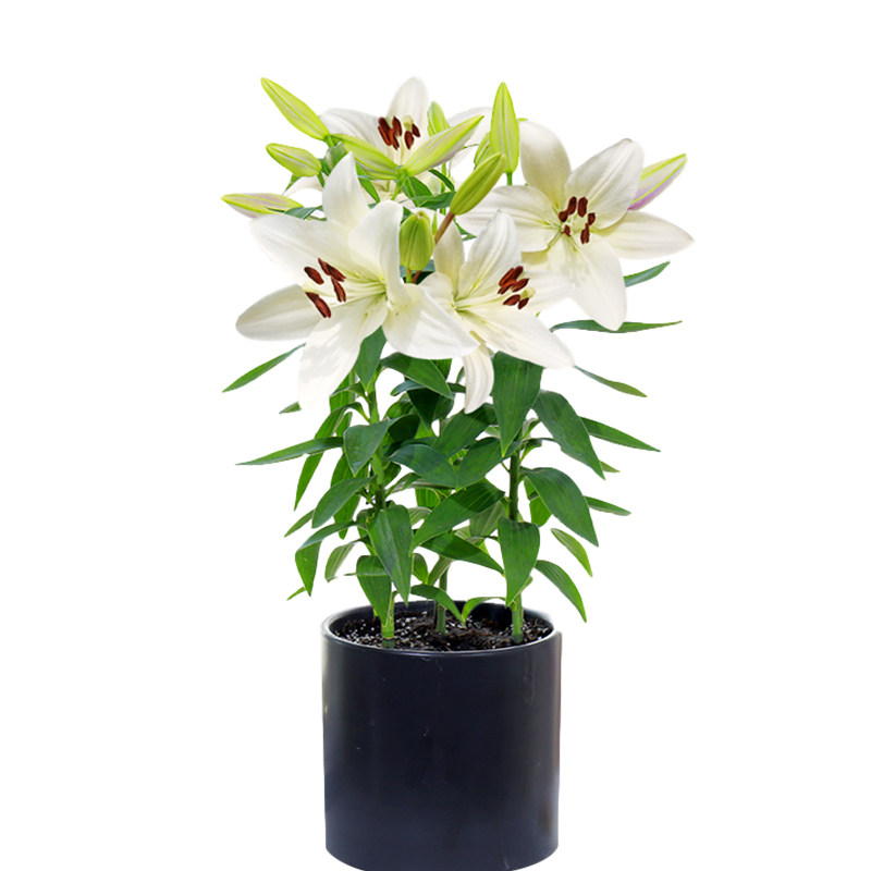进口香水百合种球室内阳台四季种植矮化耐寒盆栽种球