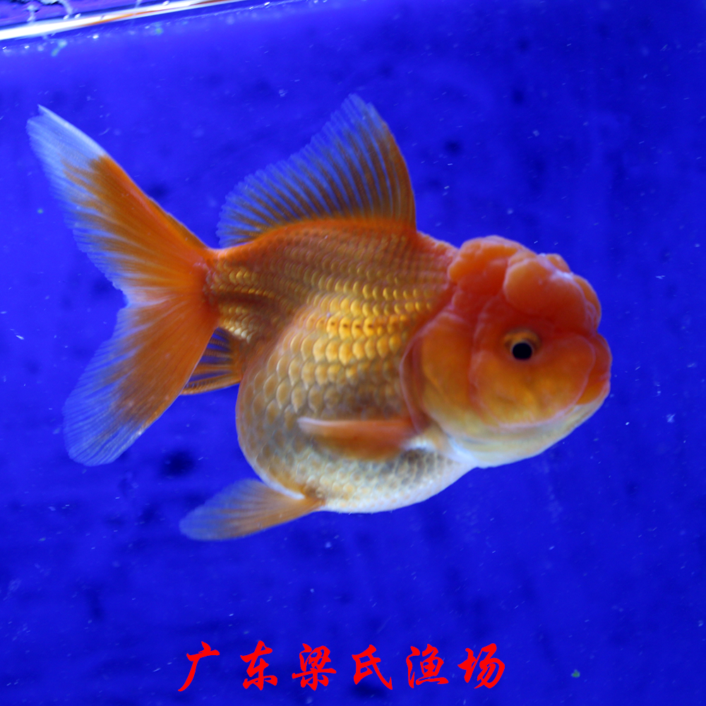 金鱼活鱼精品国狮观赏鱼冷水淡水活体水族宠物鱼