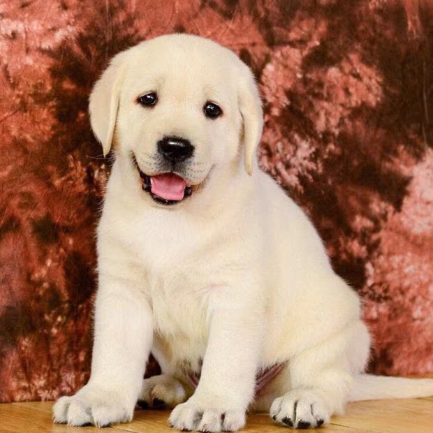 纯种拉布拉多幼犬活体导盲犬神犬小七拉布拉多犬幼崽金毛犬宠物狗-mc