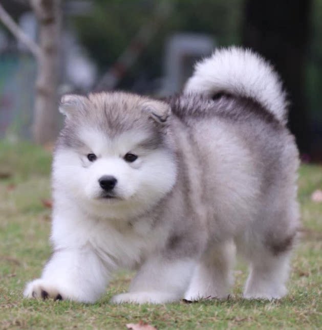 阿拉斯加纯种幼犬活体巨型桃红雪橇犬家养宠物宠物狗狗狗
