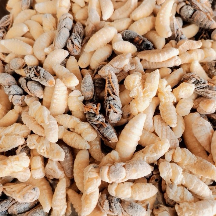 新鲜蜂蛹野生野生虎虎头蜂大个个头马蜂高品质速冻蜂蜜糖