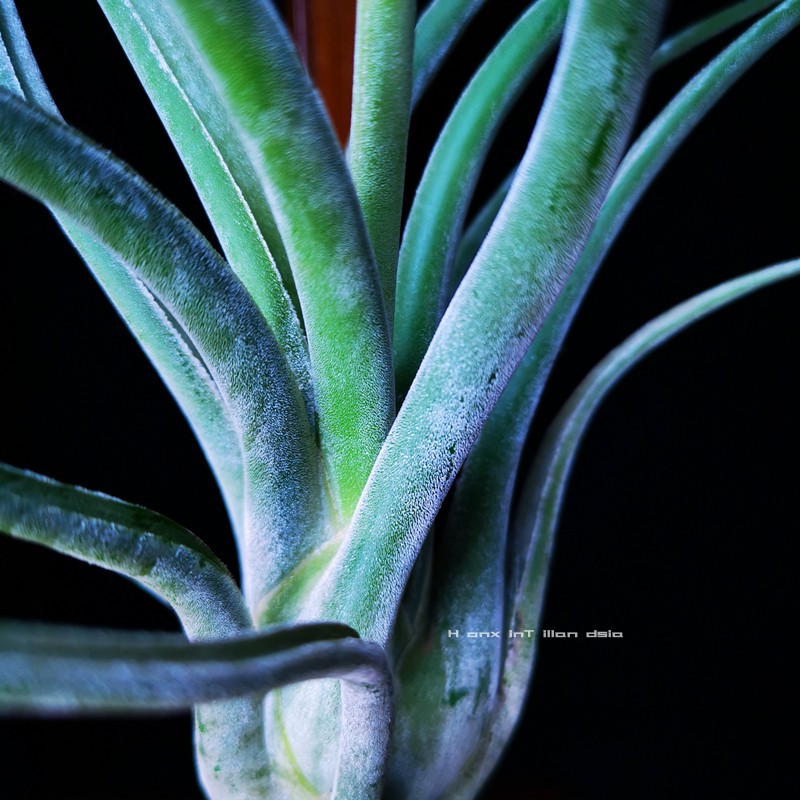 空气凤梨tmedusae美杜莎无土植物室内客厅阳台桌面绿植花卉小盆栽
