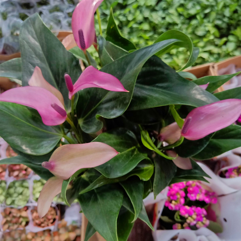 进口花苗紫掌香妃齐祖盆栽阳台庭院花卉花苞绿植