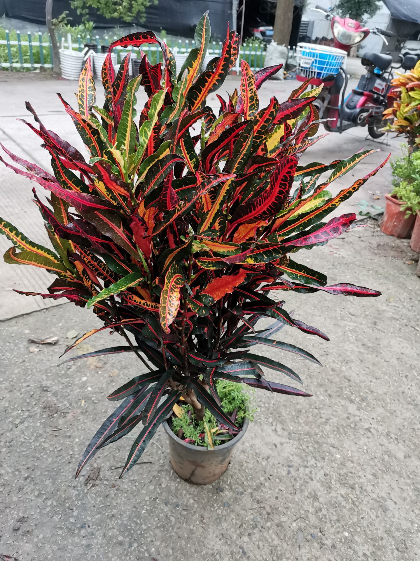 七彩树螺旋变色盆栽搬新家金榕室内外庭院绿植美观绿植