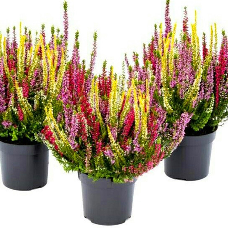 欧石盆栽室内外露天花卉绿植观花植物阳台庭院时令草本花卉
