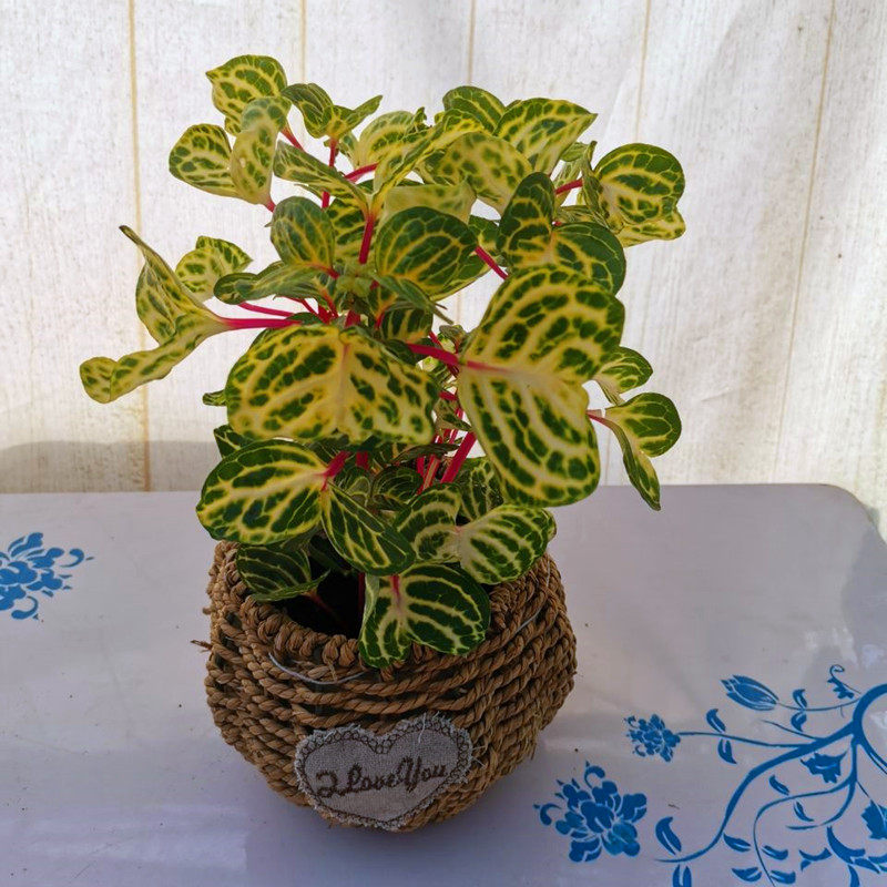 锦叶血苋钱多多荷兰进口盆栽冰雪奇缘桌面阳台绿植