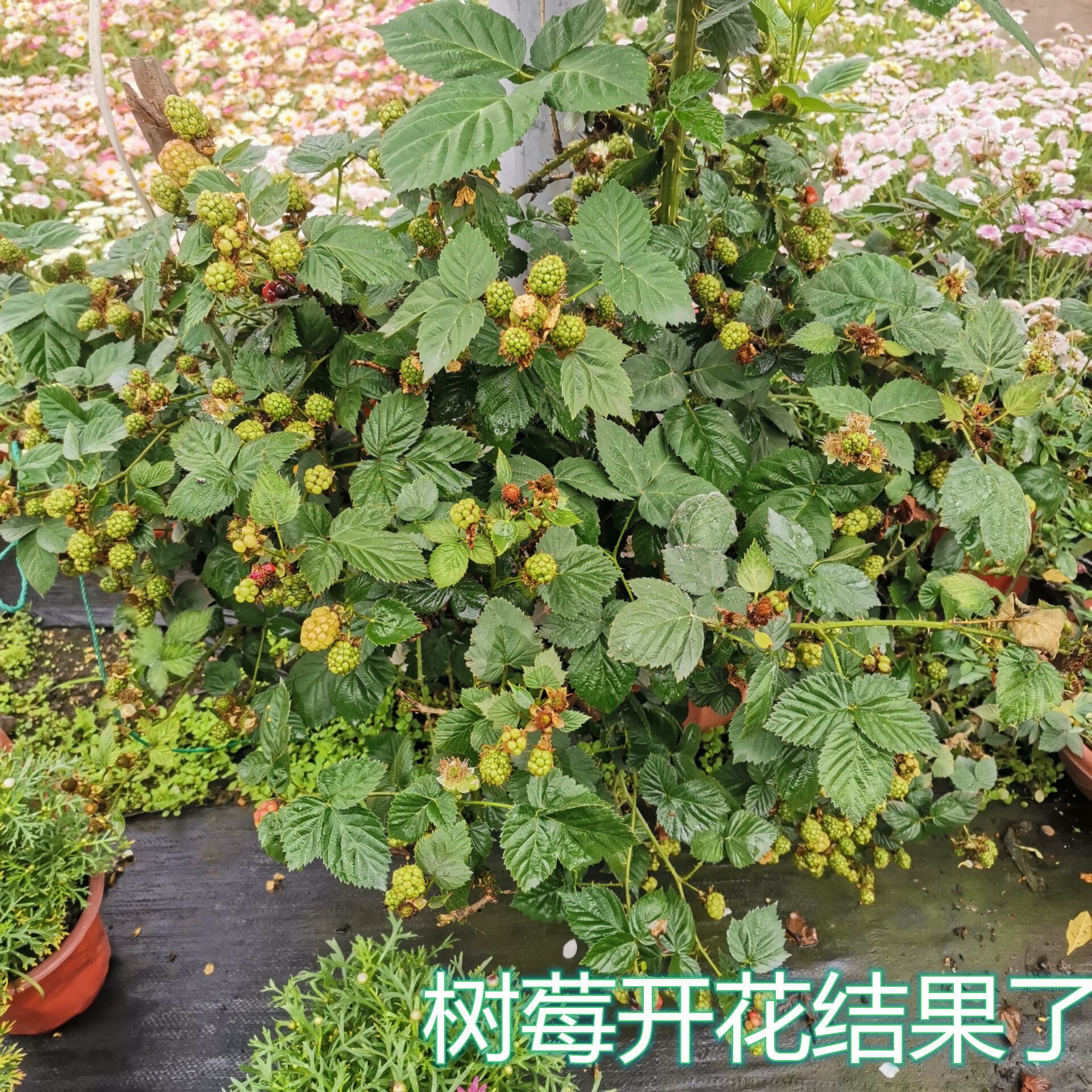 树莓植物苗包果大黄树莓黑树红树好养四季庭院绿植