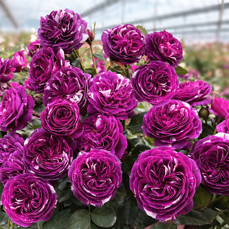 月季金牛芬芳宝石紫色色带条纹阳台庭院种植花卉