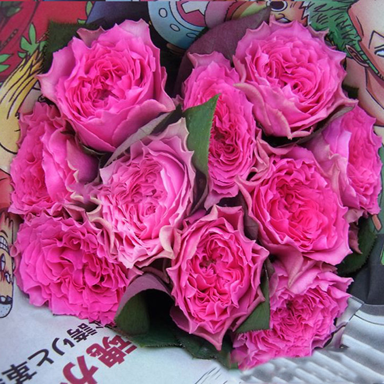 月季胖胖细波花花多季包子开花月季花花卉阳台花卉