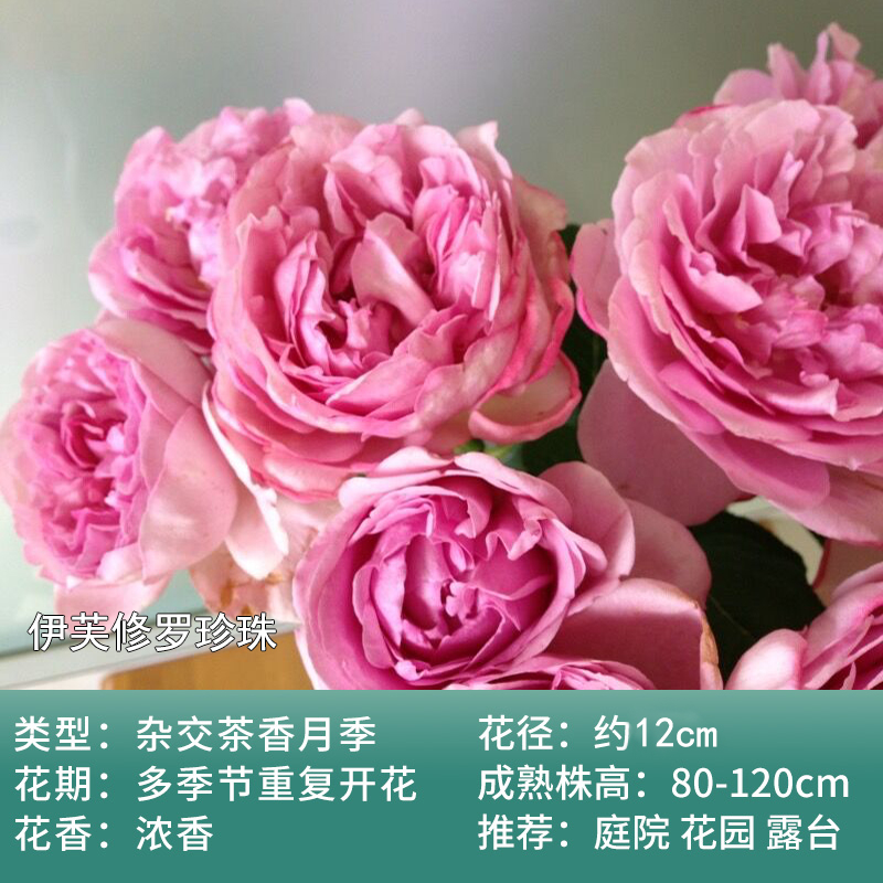 月季金牛伊芙修罗珍珠日月强香大花四季玫瑰花卉