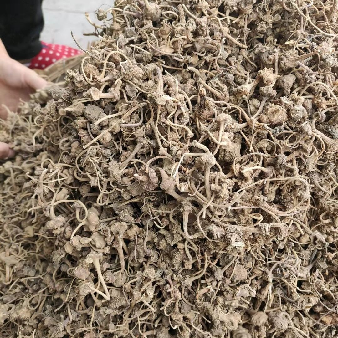 野生疙瘩七张扣子七钮珠儿中药材珠子七枝250g其他药食同源食品