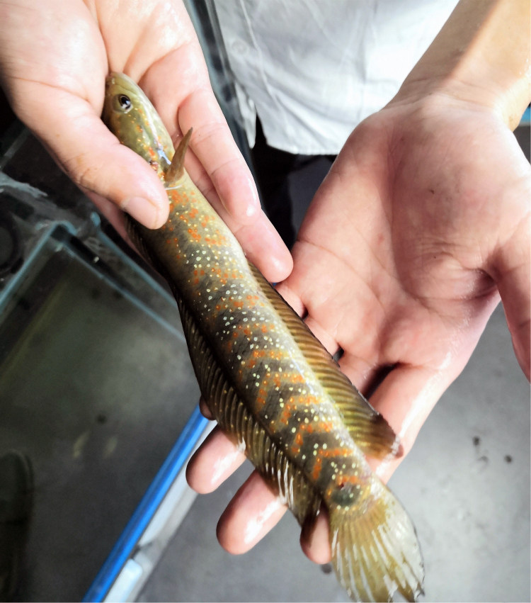 活体七星月鳢红点雷龙鱼龙鱼肉食猛鱼章公观赏鱼