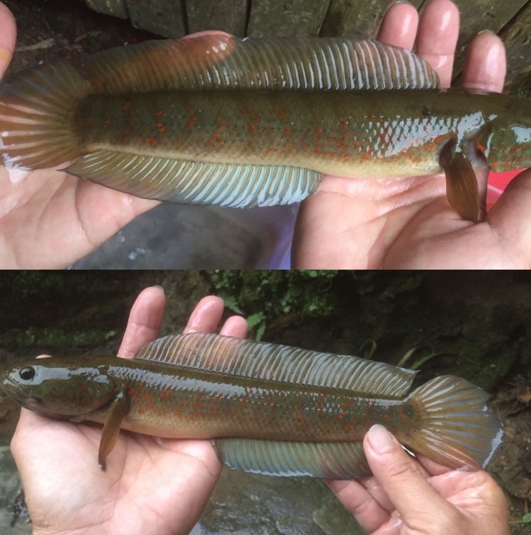 活体七星月鳢红点雷龙鱼龙鱼肉食猛鱼章公野生鱼