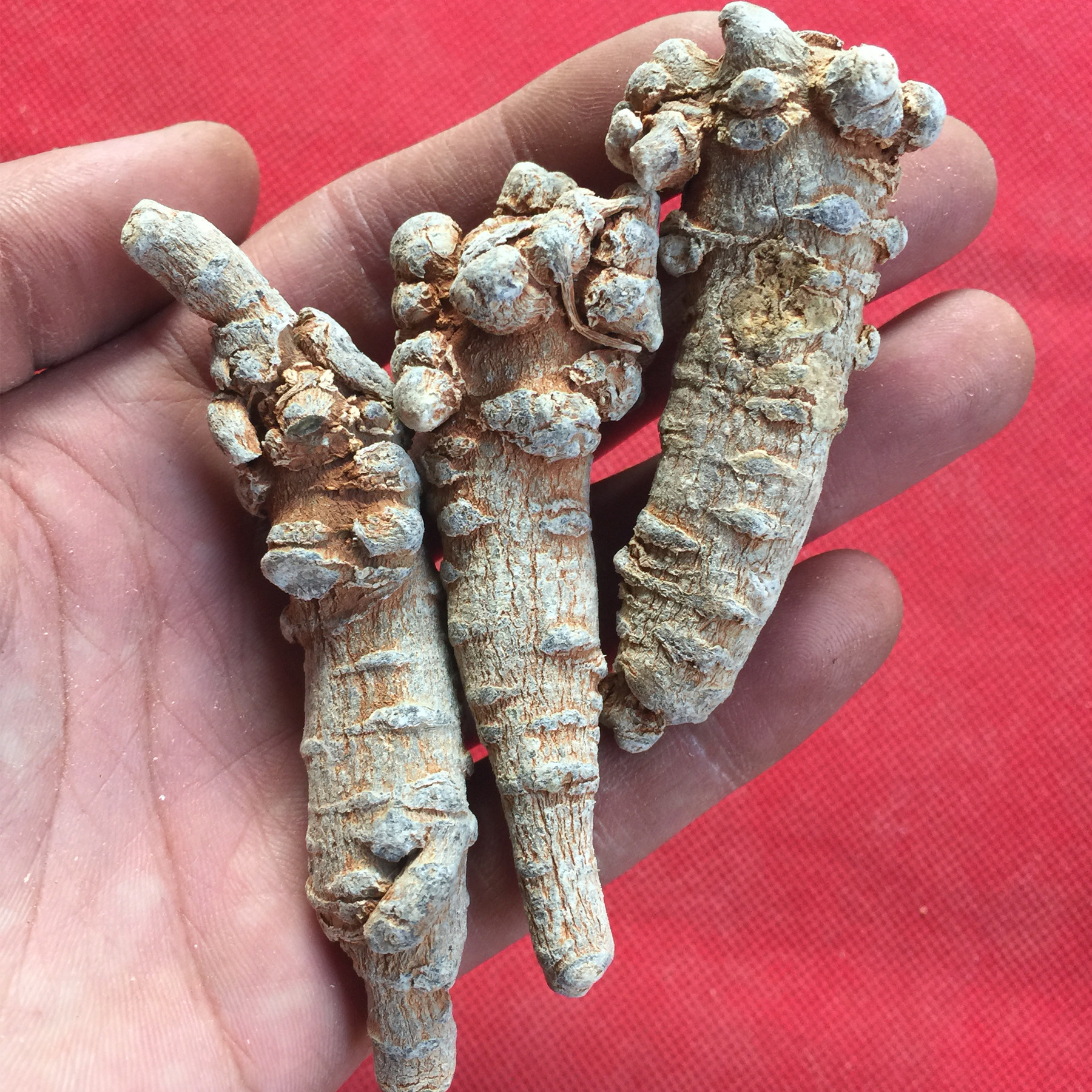 云南文山人参形特级三七无剪口20头30头40头500g正品代磨粉非野生